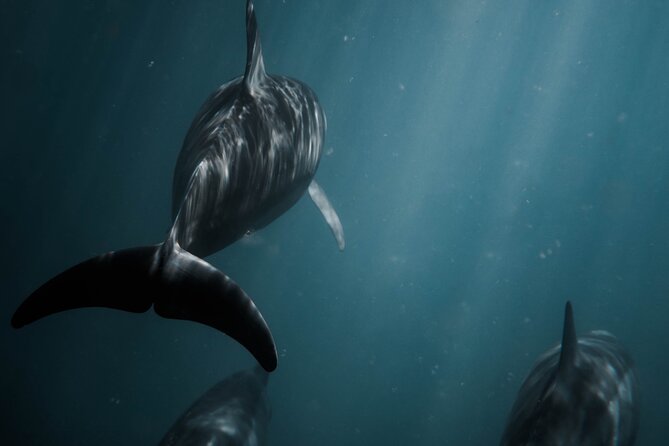 Snorkeling Open Ocean Wildlife Safari in Los Cabos with Photos Included - Stops and timing: how the day flows