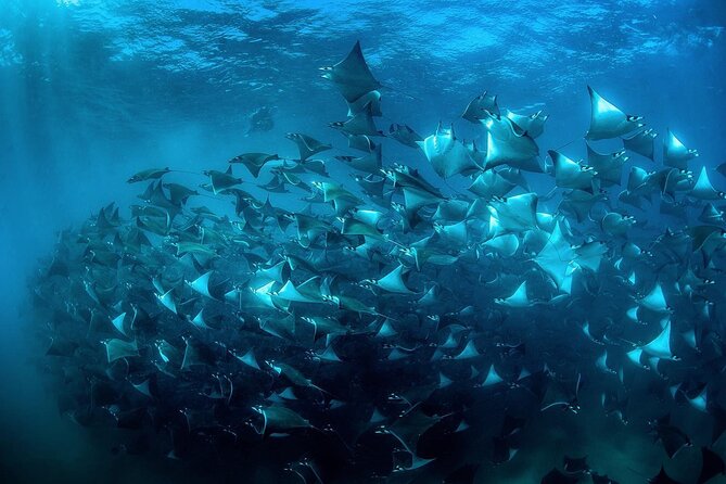 Snorkeling Open Ocean Wildlife Safari in Los Cabos with Photos Included - Photos and videos: included, but manage expectations