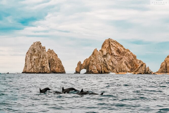Snorkeling Open Ocean Wildlife Safari in Los Cabos with Photos Included - Price and value: is $145 fair for what you get?