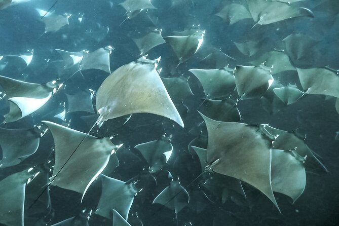 Snorkeling Open Ocean Wildlife Safari in Los Cabos with Photos Included - What to pack (and skip) for a smoother snorkel day