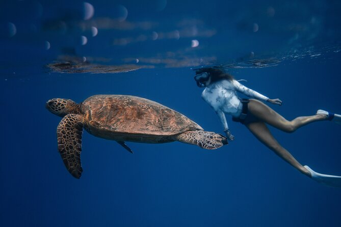 Snorkeling Open Ocean Wildlife Safari in Los Cabos with Photos Included - Open-ocean snorkeling: what the water time is really like