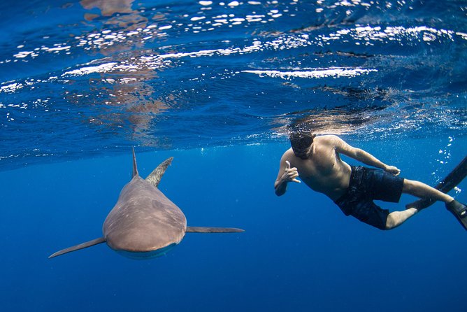 Snorkeling or Swimming with Sharks in Cabo San Lucas - Key Things You’ll Notice on This Cabo Shark Swim