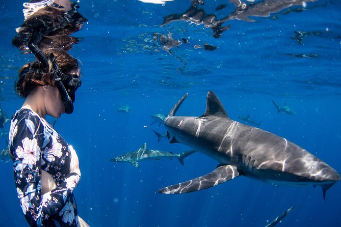 Snorkeling or Swimming with Sharks in Cabo San Lucas - Why a Shark Swim Here Feels Like Real Wildlife, Not a Show