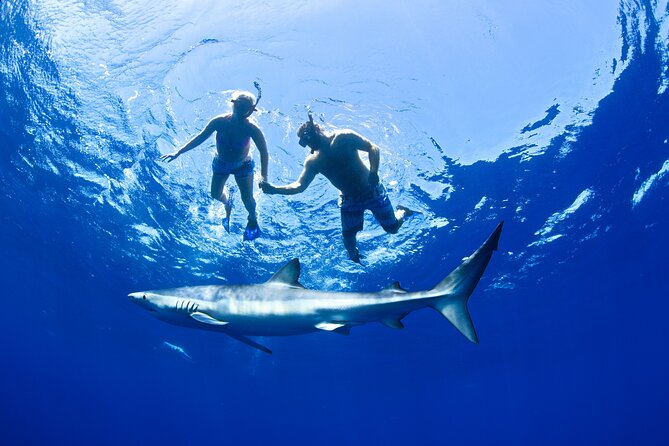 Snorkeling or Swimming with Sharks in Cabo San Lucas - Safety Rules You’ll Feel in Your First Minutes on the Boat