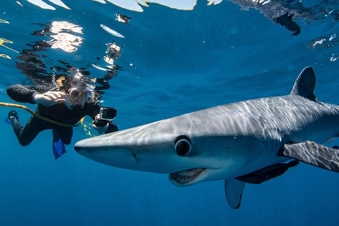 Snorkeling or Swimming with Sharks in Cabo San Lucas - How the Swim Works Once You’re in the Water