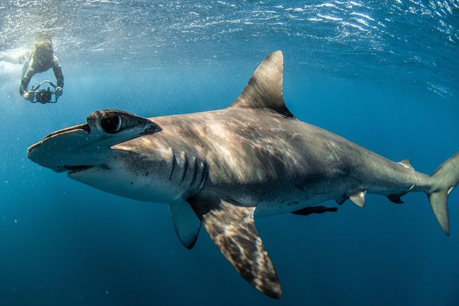 Snorkeling or Swimming with Sharks in Cabo San Lucas - The Underwater Photos: Your “Proof of Reality” Package