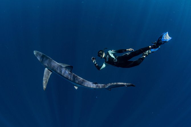 Snorkeling or Swimming with Sharks in Cabo San Lucas - Besides Sharks: Arch, Sea Lions, and Whale Season Extras