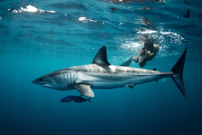 Snorkeling or Swimming with Sharks in Cabo San Lucas - What’s Actually Included (and Why It Matters)