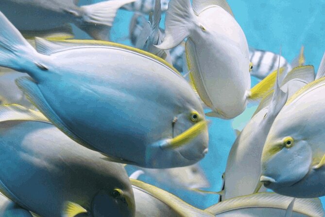 Snorkeling Tour at Land's End in Cabo San Lucas - Key Things I’d Prioritize Before You Go