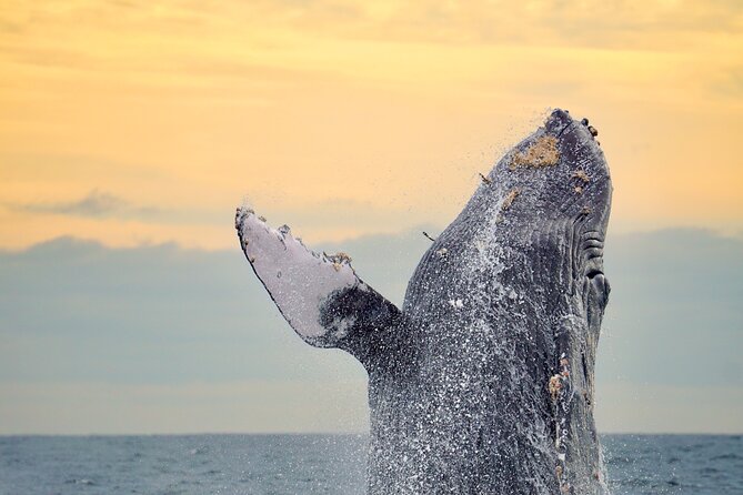 Sunrise Whale Watching boat tour with marine biologist - Key highlights you’ll feel from the start