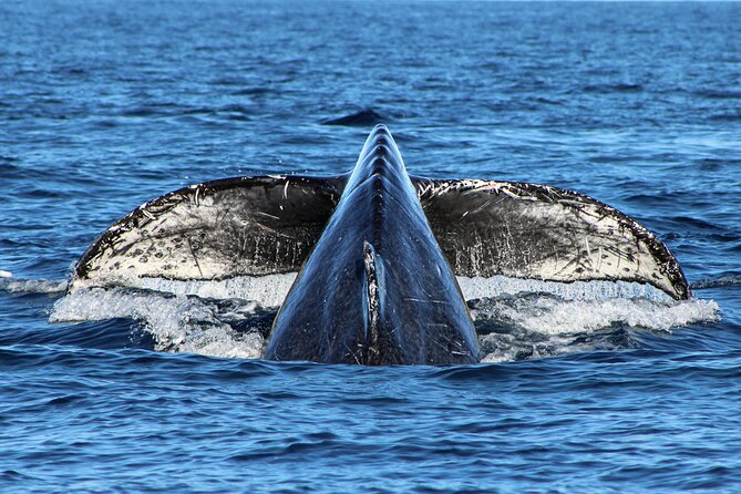 Sunrise Whale Watching boat tour with marine biologist - Stop by the snorkeling bay: reef fish, marine talk, and real water time