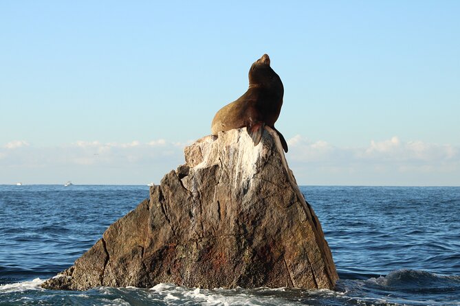 Sunrise Whale Watching boat tour with marine biologist - Shoreline cruising for tropical reef fish and seasonal birds