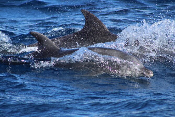 Sunrise Whale Watching boat tour with marine biologist - Iconic beach scenery and the final Arch of Cabo photo window
