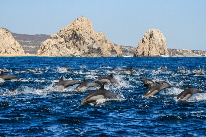 Sunrise Whale Watching boat tour with marine biologist - The extras that make the price feel fair