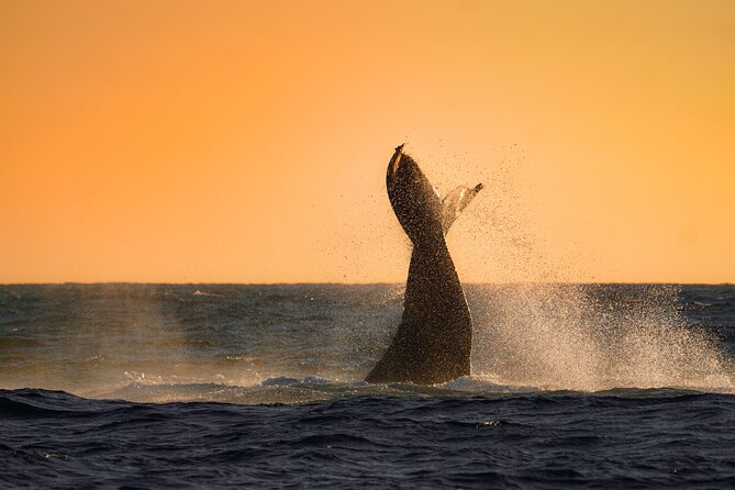 Sunrise Whale Watching boat tour with marine biologist - Where you meet, what to bring, and how the 6:30am pace works