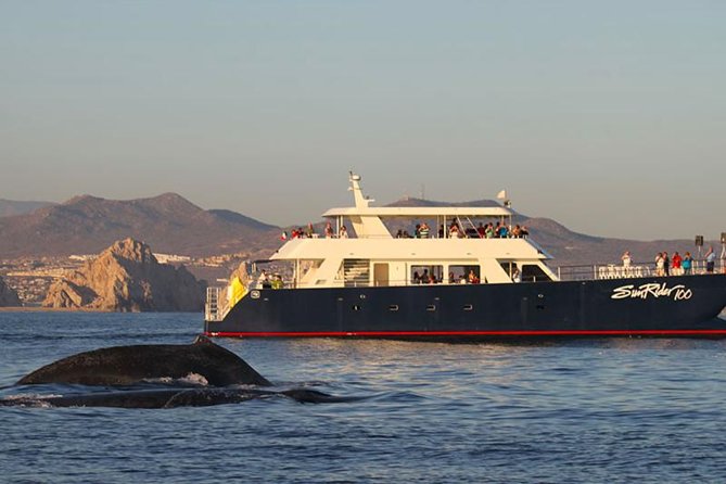 Sunset Dinner Cruise in Los Cabos - Key highlights to know before you go