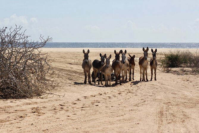 Sunset Pacific Donkey Hiking Tour - Donkey hiking near Cabo: what the day feels like