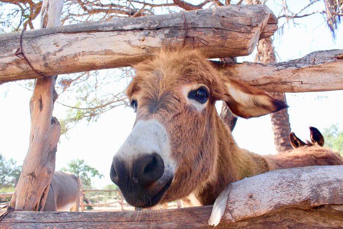Sunset Pacific Donkey Hiking Tour - The hike itself: mountain trails, desert viewpoints, and photo pauses