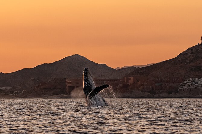 Sunset Whale Watching in Cabo San Lucas - The guides who actually help you spot: bilingual, camera-savvy, and serious about ethics