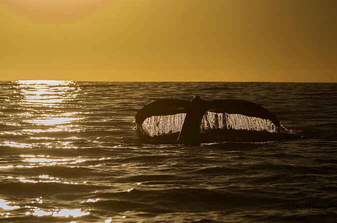 Sunset Whale Watching in Cabo San Lucas - What happens on the water: the El Arco whale-watching moment