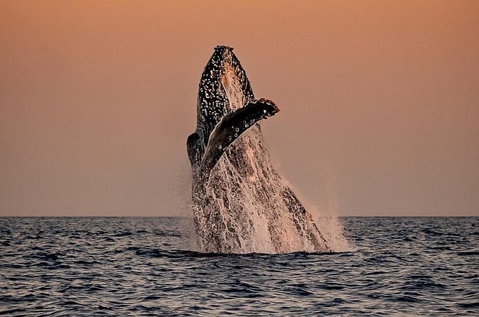 Sunset Whale Watching in Cabo San Lucas - Price and value: is $140 for 2 hours reasonable?