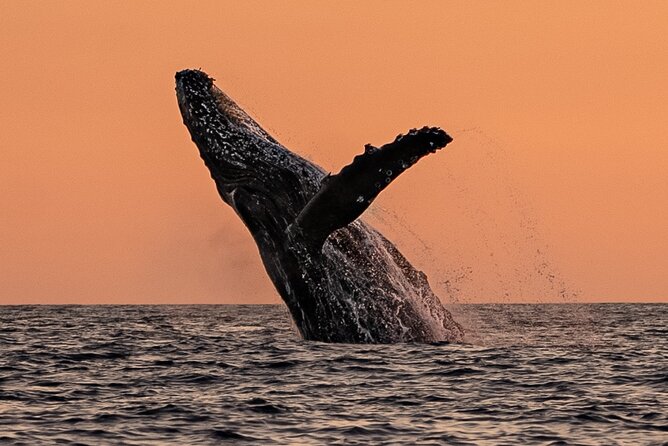 Sunset Whale Watching in Cabo San Lucas - Included extras that actually make the trip easier