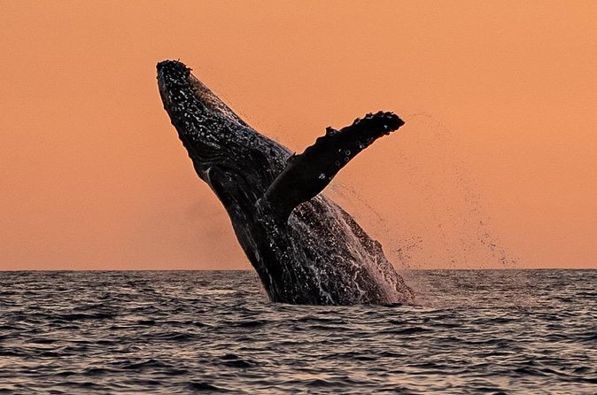 Sunset Whale Watching in Cabo San Lucas - Weather, season, and planning ahead without overthinking it