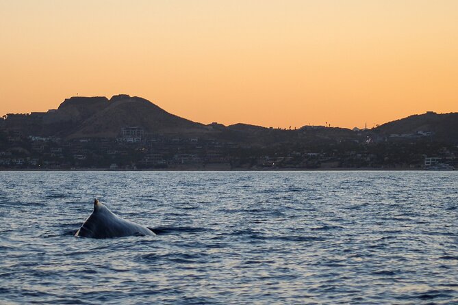 Sunset Whale Watching in San Jose del Cabo - Key things I’d mark on your plan