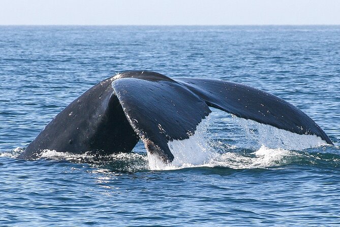 Sunset Whale Watching in San Jose del Cabo - Sunset whale watching over the Sea of Cortez