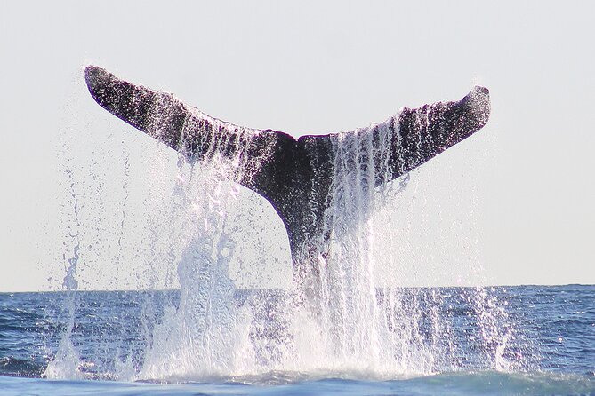 Sunset Whale Watching in San Jose del Cabo - The onboard touch: Paola, Captain Chato, and team energy