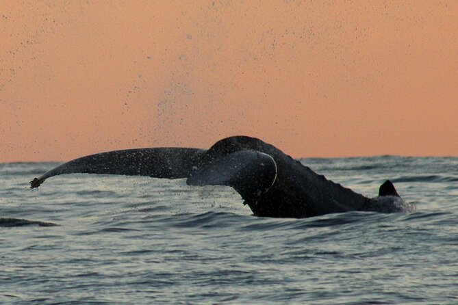 Sunset Whale Watching in San Jose del Cabo - Price and value: is $100 worth it for a sunset whale cruise?