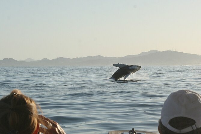 Sunset Whale Watching in San Jose del Cabo - Logistics that matter more than you think