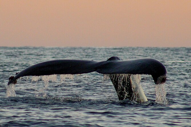 Sunset Whale Watching in San Jose del Cabo - Tips to help you get the most from the cruise