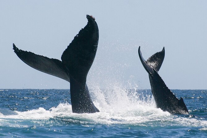 Sunset Whale Watching in San Jose del Cabo - What you’re likely to see once the sun starts dropping