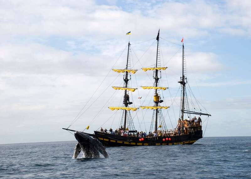 Thar She Blows! Whale Watching Pirate Cruise - The Whale Spotting Game: Captains, Clues, and Real Guidance