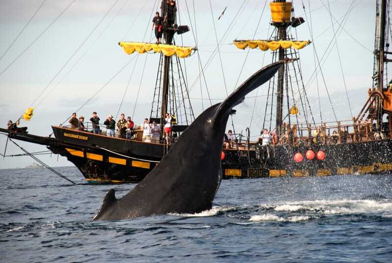 Thar She Blows! Whale Watching Pirate Cruise - Who Should Book This Pirate Whale Cruise