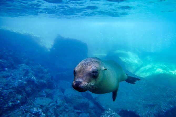 The only Natural Space Dolphin Encounter in Cabo Optional Pickup! - Trainer moments and the Pacific bottlenose connection