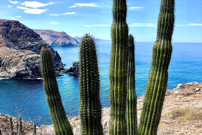 The Ultimate Camel Safari Experience in Los Cabos - What’s included: camel interaction, quesadillas, water, and tequila (18+)