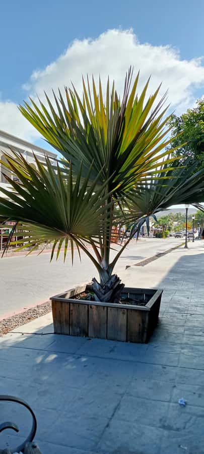 Tour Todos Santos Magical Town, Hotel California - Should You Book This Hotel California + Todos Santos Tour?
