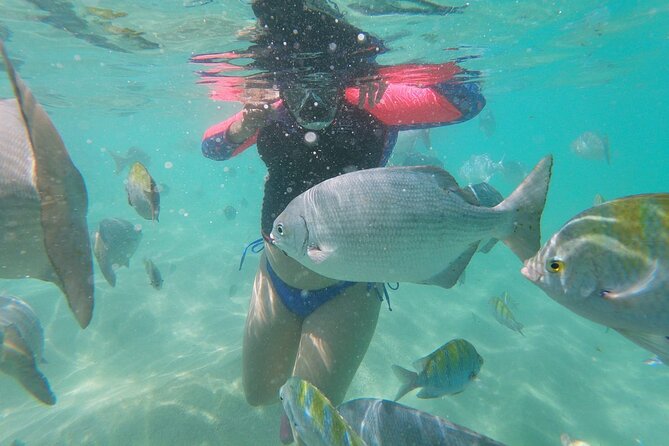 unforgettable snorkeling activity in The Sea of Cortes - In the water: what makes the Sea of Cortes feel like a living aquarium