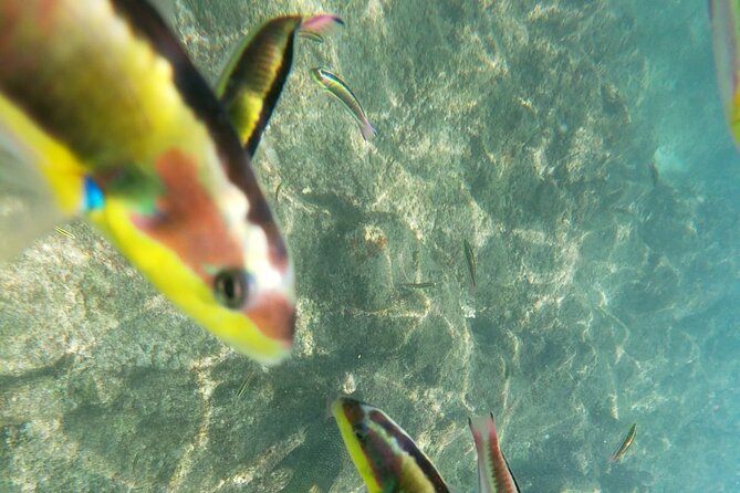 unforgettable snorkeling activity in The Sea of Cortes - Getting photos after: GoPro content from your guide (when available)