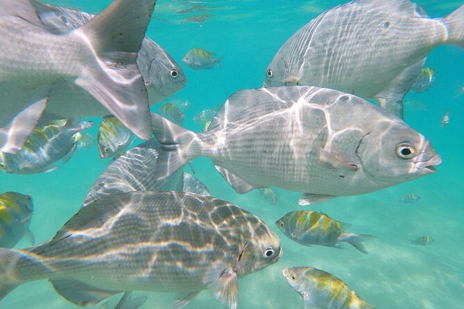 unforgettable snorkeling activity in The Sea of Cortes - After snorkeling: plan for real food beyond the beach