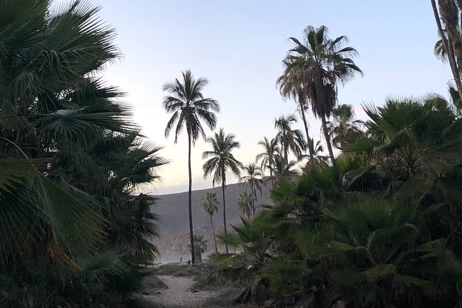 Visit Todos Santos Magic Town - Playa Las Palmas Secret Beach: Palm Trees, Shade, Swimming Time