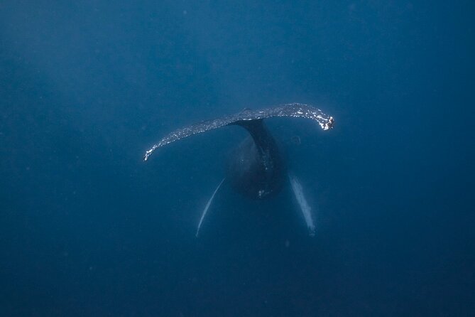 Whale and Dive Combo Tour in Los Cabos - Key Things That Make This Whale + Scuba Combo Worth It