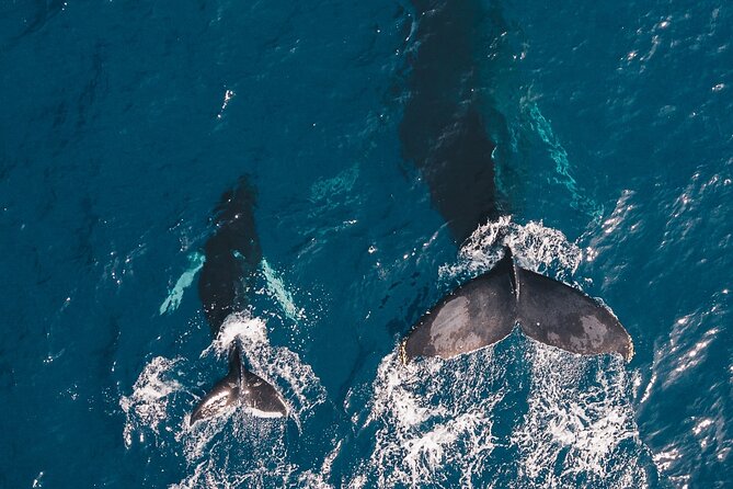 Whale and Dive Combo Tour in Los Cabos - A Smart Way to Plan Cabo: Whales First, Reef Time Second