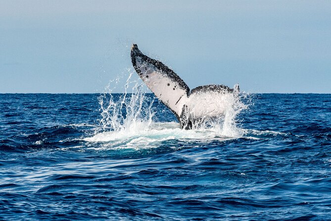 Whale and Dive Combo Tour in Los Cabos - Starting with El Arco de Cabo San Lucas: The Landmark Moment
