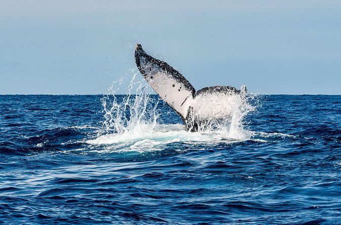 Whale and Dive Combo Tour in Los Cabos - Humpback Whale Watching for 1.5 Hours: How the Crew Sets You Up