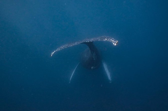 Whale and Dive Combo Tour in Los Cabos - Brunch and a Scenic Bay Break: Why the Pace Helps