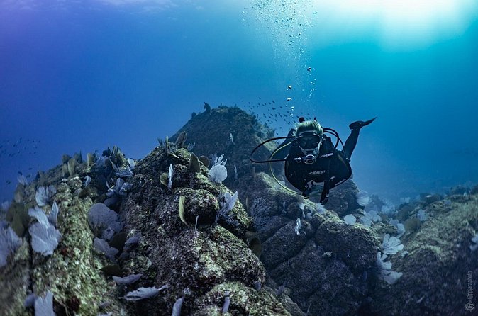 Whale and Dive Combo Tour in Los Cabos - Surface Interval and Whale Re-Checks: The Half-Hour Advantage