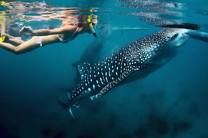 Whale-Shark Snorkeling Excursion to La Paz - Key points before you go